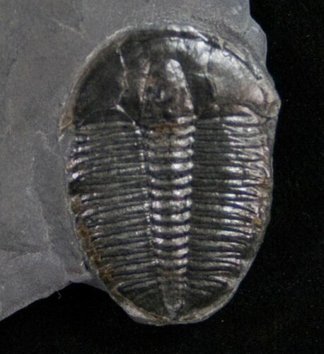 Nice Elrathia Trilobite - Utah #10457